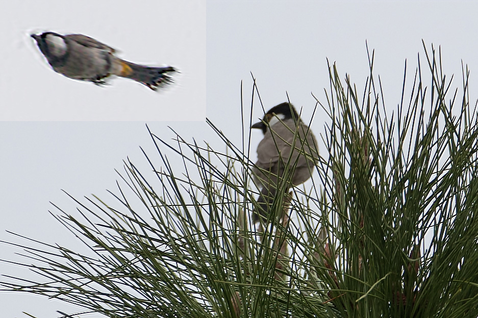 White-eared Bulbul